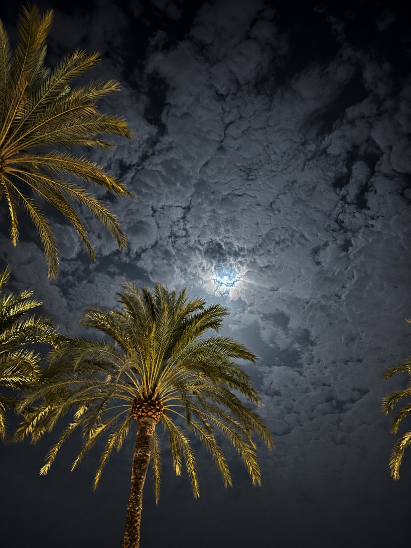 Full moon behind clouds above illuminated palm trees at night